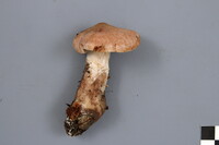 Cortinarius laniger image